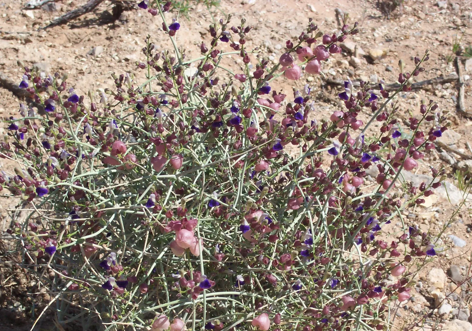 Paper Bag Bush (Scutellaria Mexicana) — Its growth habit is somewhat rounded and benefits from well-draining