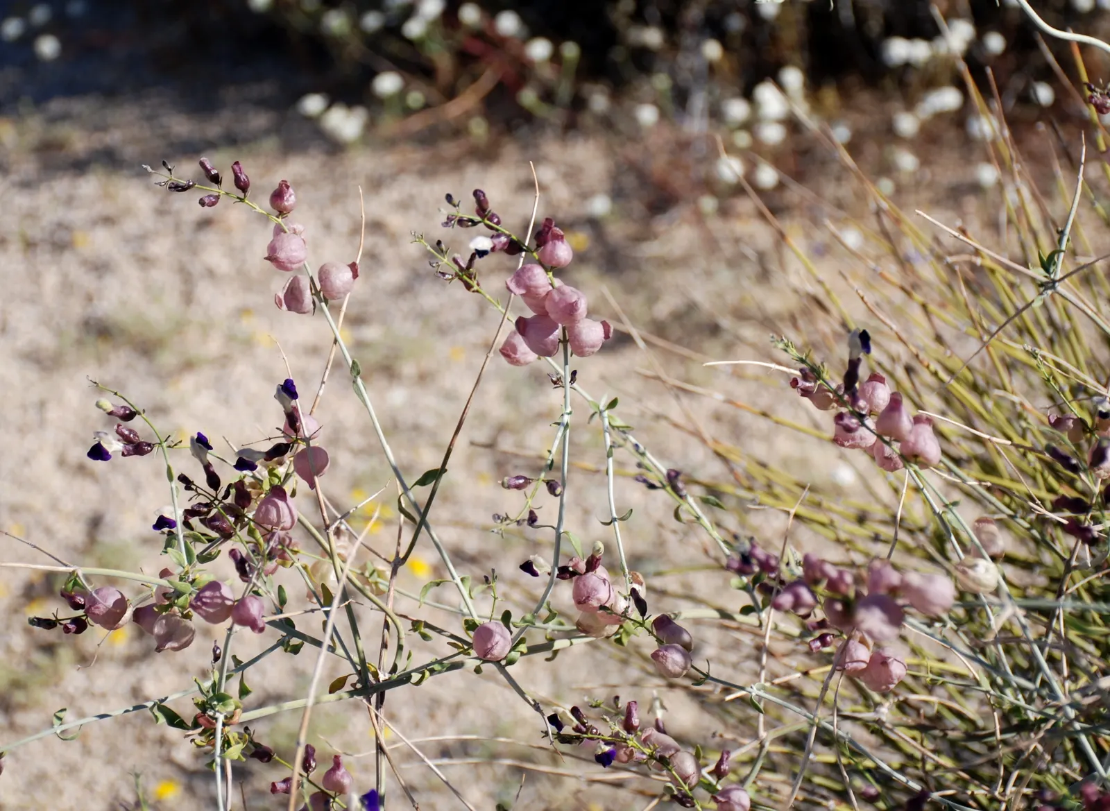 Paper Bag Bush (Scutellaria Mexicana) — this hardy perennial thrives in USDA hardiness zones 7 through 11; tubular flowers ranging in color from lavender to