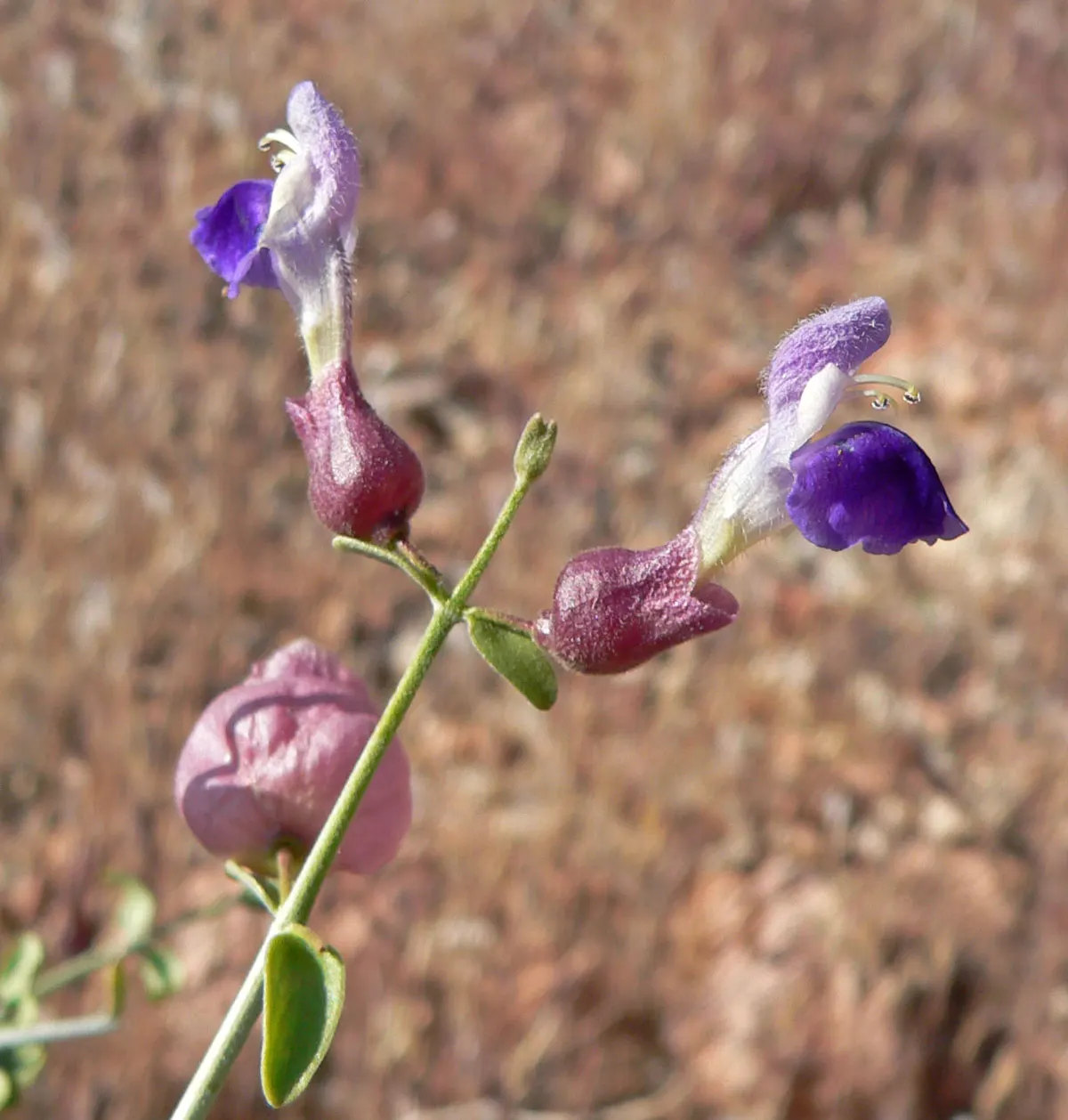 Paper Bag Bush (Scutellaria Mexicana) — The Paper Bag Bush (Scutellaria mexicana) is a charming Southwest native perennial