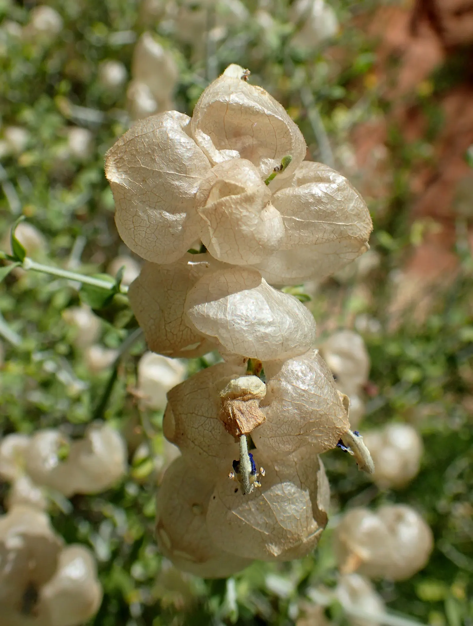 Paper Bag Bush (Scutellaria Mexicana) — and the occasional trimming of spent flowers can promote a second bloom