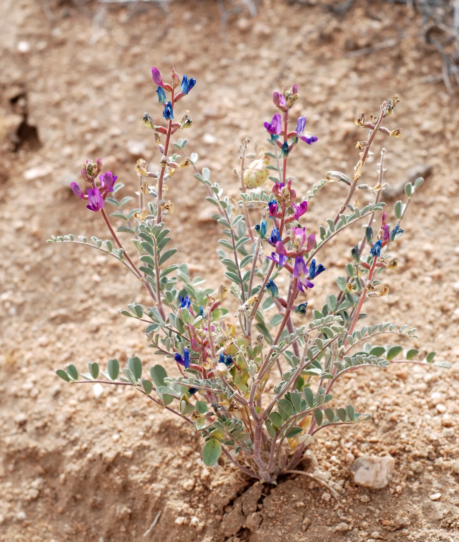 Paper Bag Bush (Scutellaria Mexicana) — Prized for its ability to cope with full sun exposure