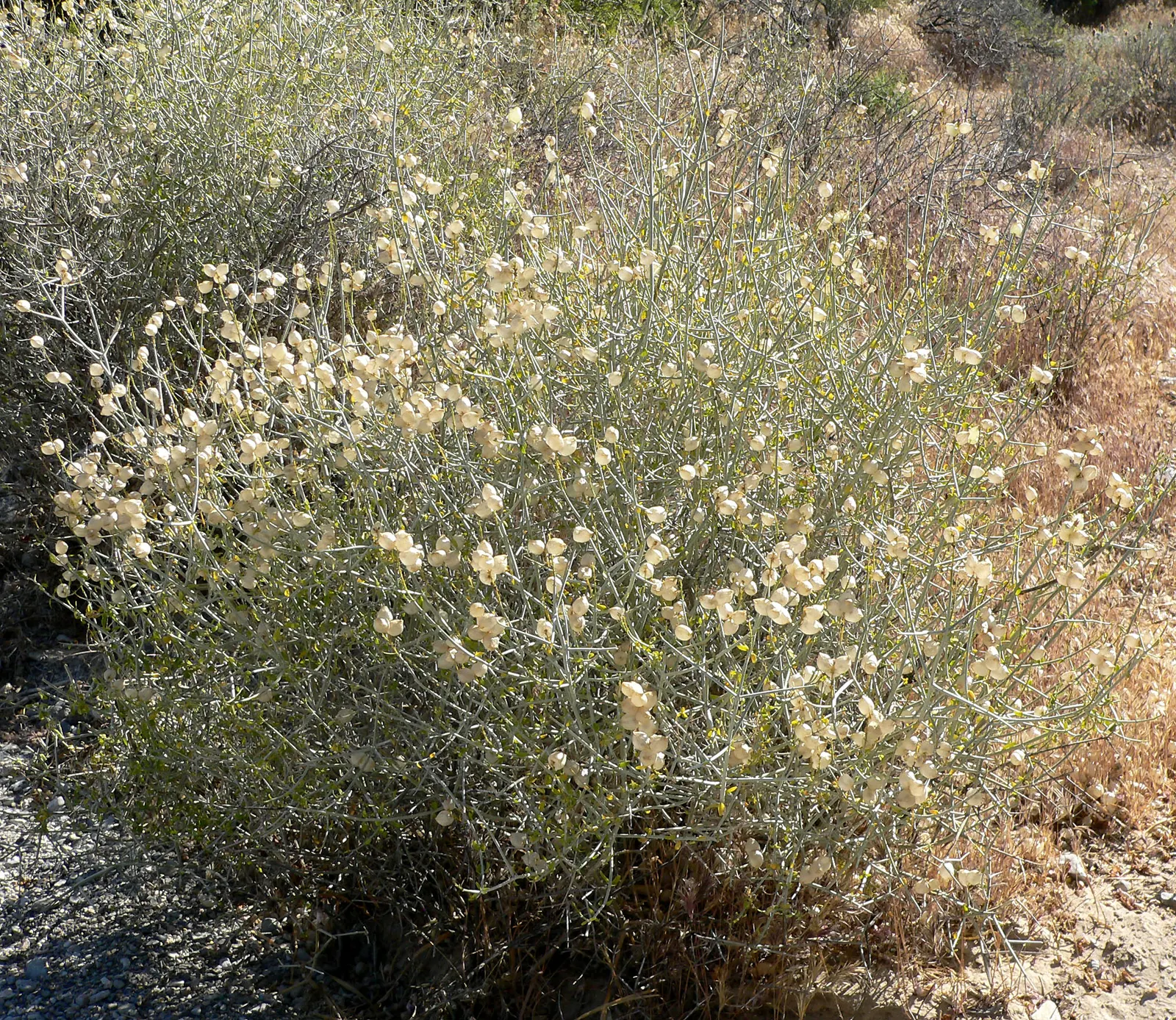Paper Bag Bush (Scutellaria Mexicana) — tubular flowers ranging in color from lavender to pink
