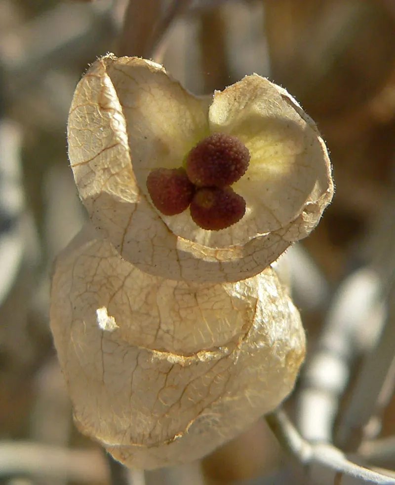 Paper Bag Bush (Scutellaria Mexicana) — Native to the desert regions of the Southwestern United States and Northern Mexico; this hardy perennial thrives in