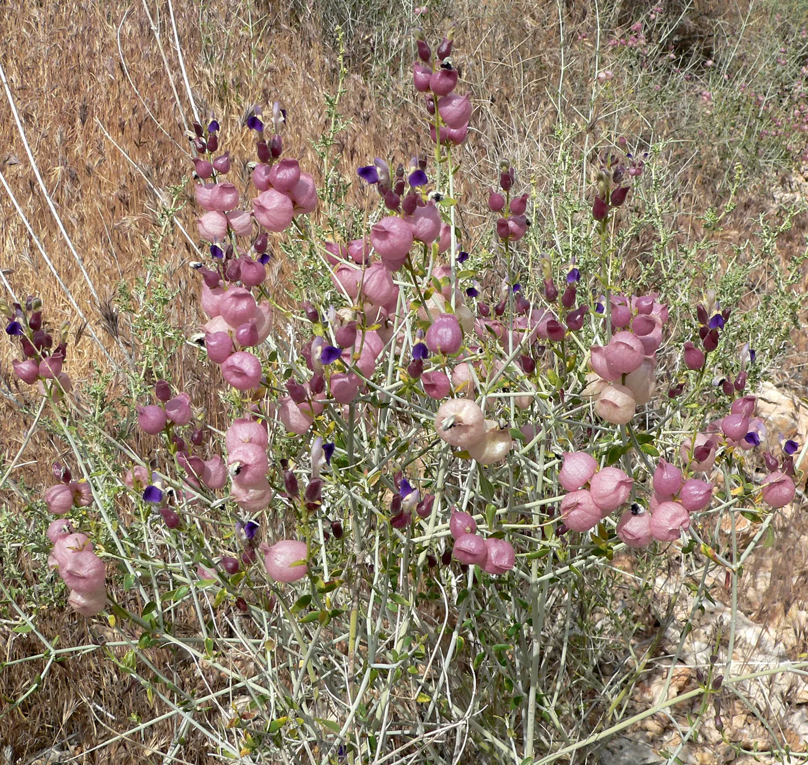 Paper Bag Bush (Scutellaria Mexicana) — consider its drought-tolerant nature an asset for xeriscaping or areas prone to water scarcity