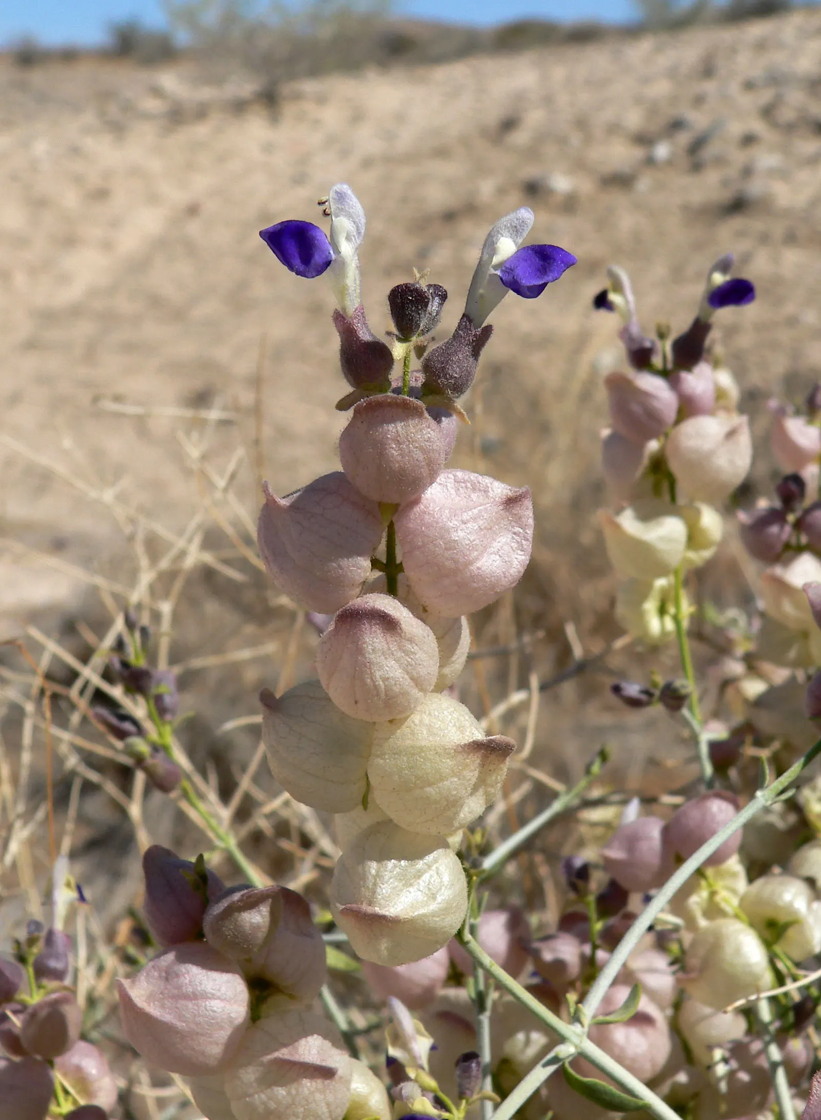 Paper Bag Bush (Scutellaria Mexicana) — which later give way to interesting inflated seed capsules resembling paper bags