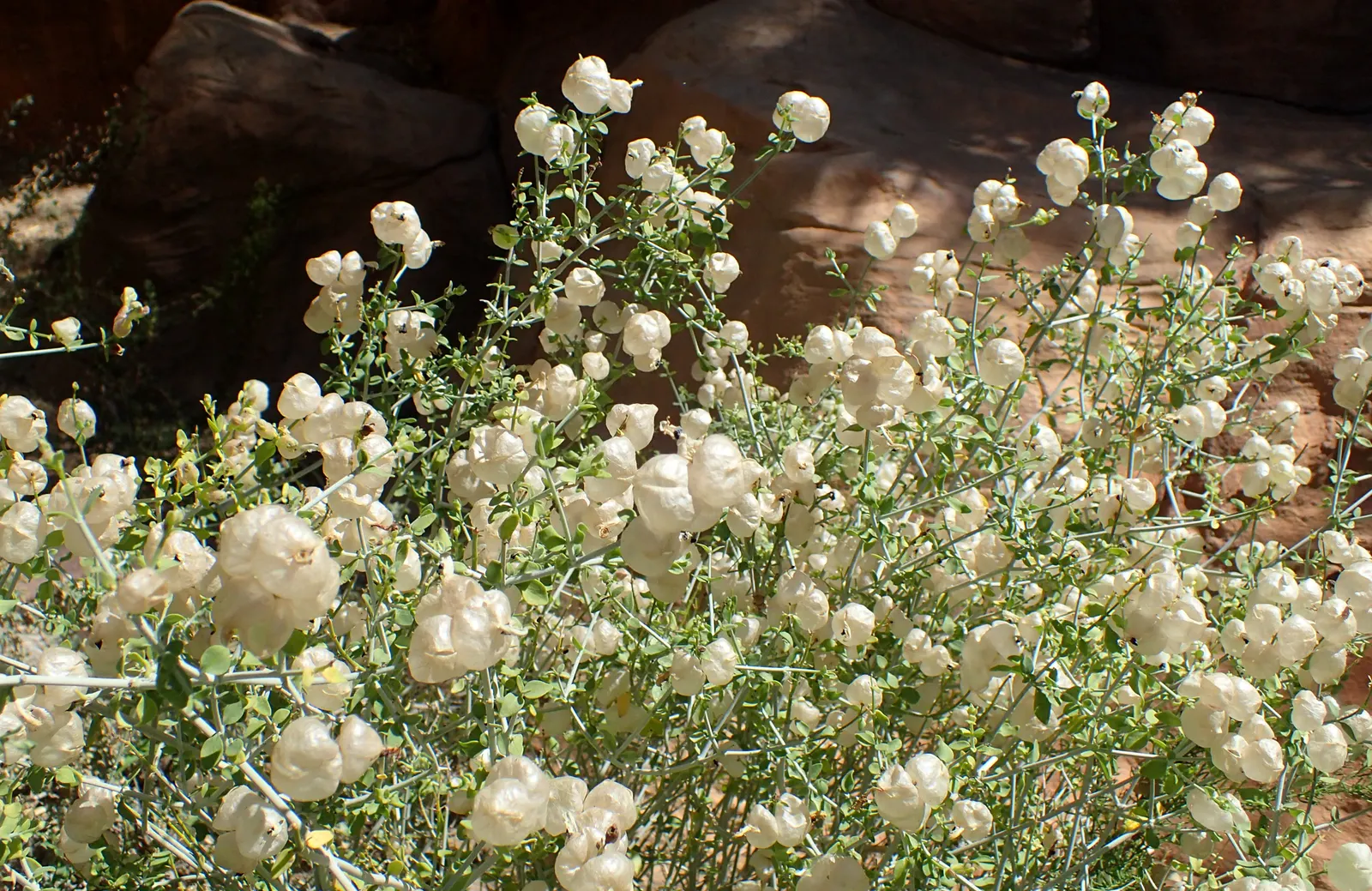 Paper Bag Bush (Scutellaria Mexicana) — this hardy perennial thrives in USDA hardiness zones 7 through 11