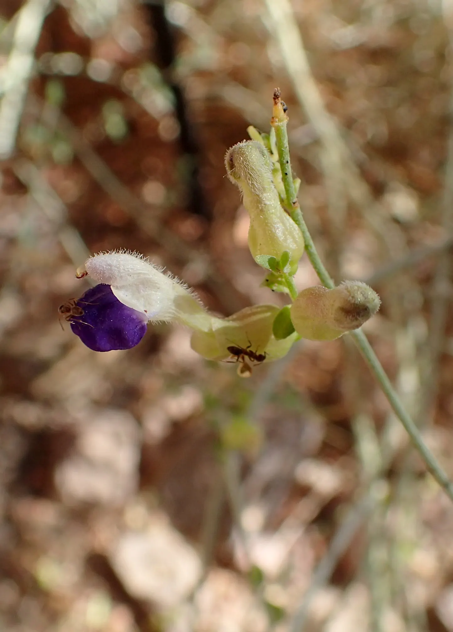 Paper Bag Bush (Scutellaria Mexicana) — Minimal supplementary watering will suffice once established