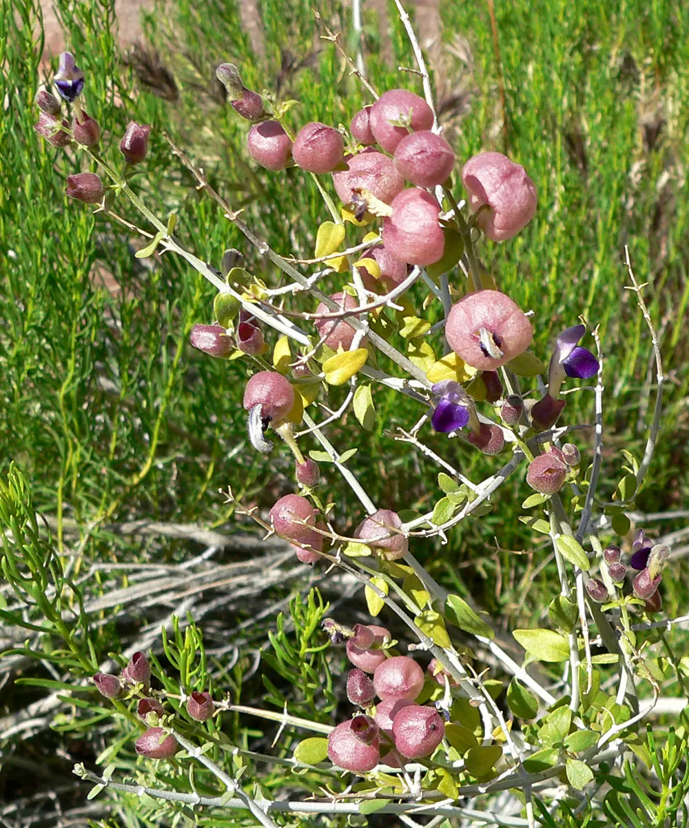 Paper Bag Bush (Scutellaria Mexicana) — scientifically known as Scutellaria mexicana; tubular flowers ranging in color from lavender to pink
