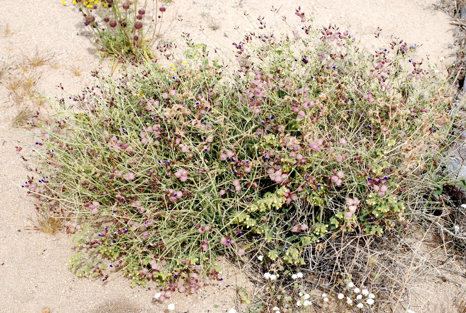 Paper Bag Bush (Scutellaria Mexicana) — Prefers full sun to partial shade and well-draining soil; it flowers purple-hued blooms in late winter to spring