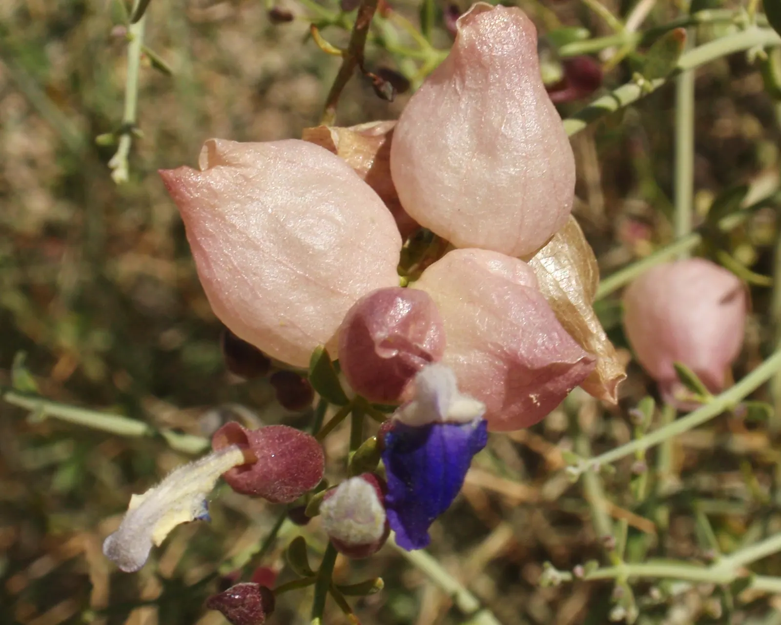 Paper Bag Bush (Scutellaria Mexicana) — shrub for full