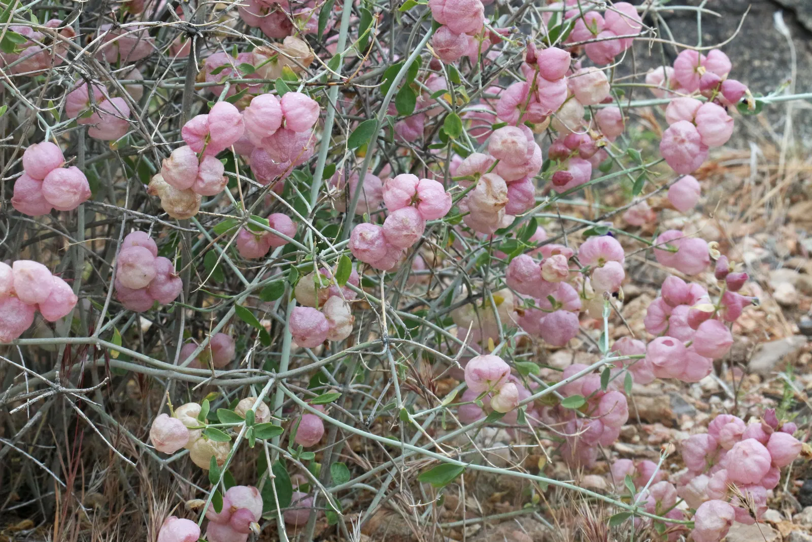 Paper Bag Bush (Scutellaria Mexicana) — These whimsical seed pods offer a unique textural contrast