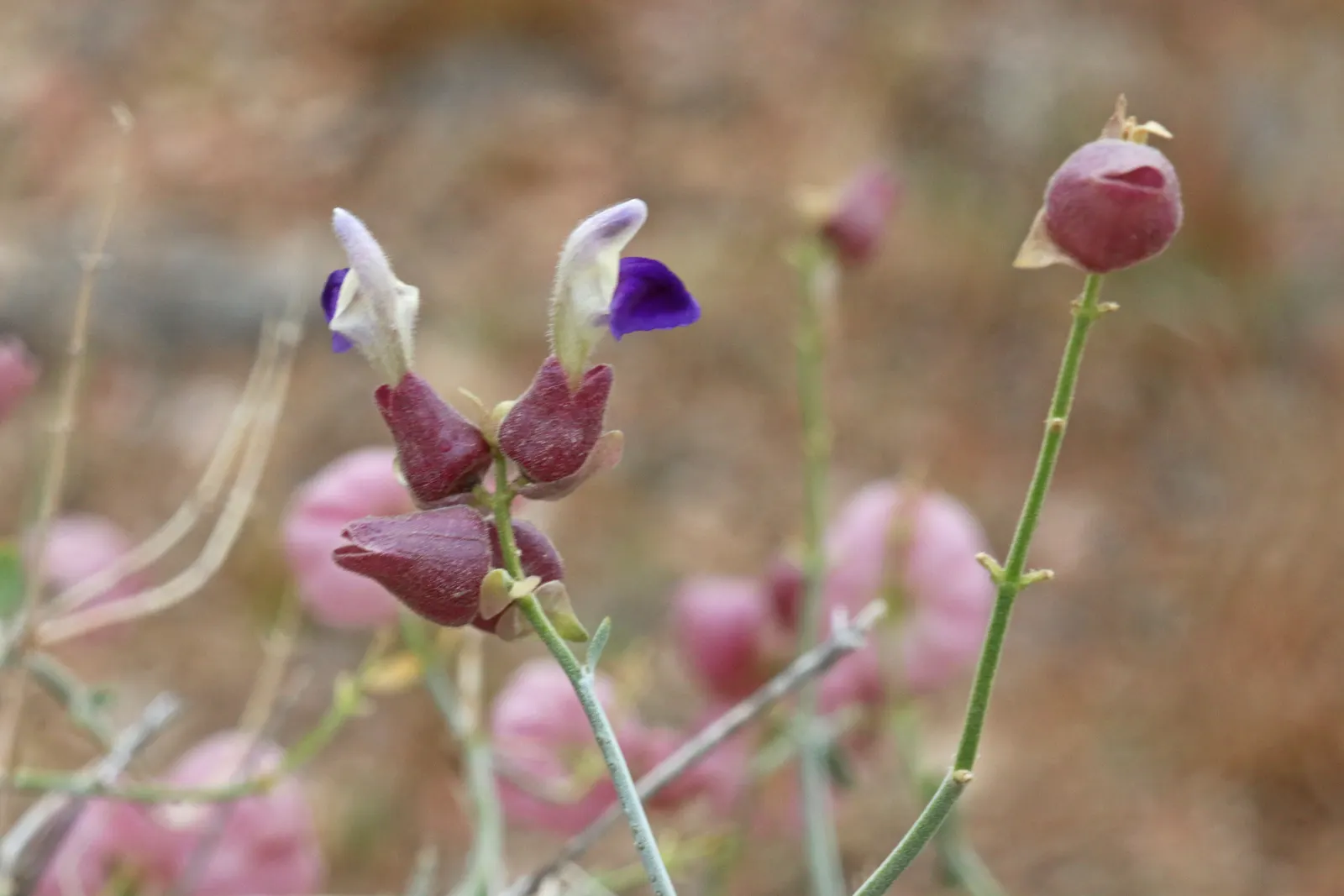 Paper Bag Bush (Scutellaria Mexicana) — inflated seed capsules resembling paper bags