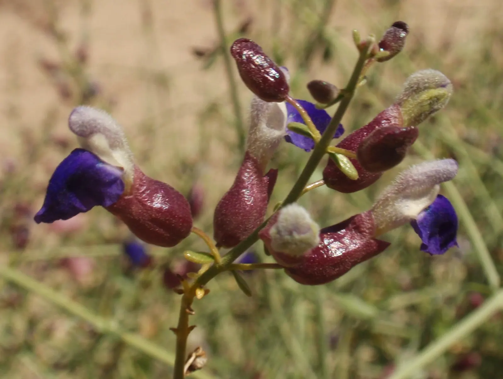 Paper Bag Bush (Scutellaria Mexicana) — shrub with white blooms