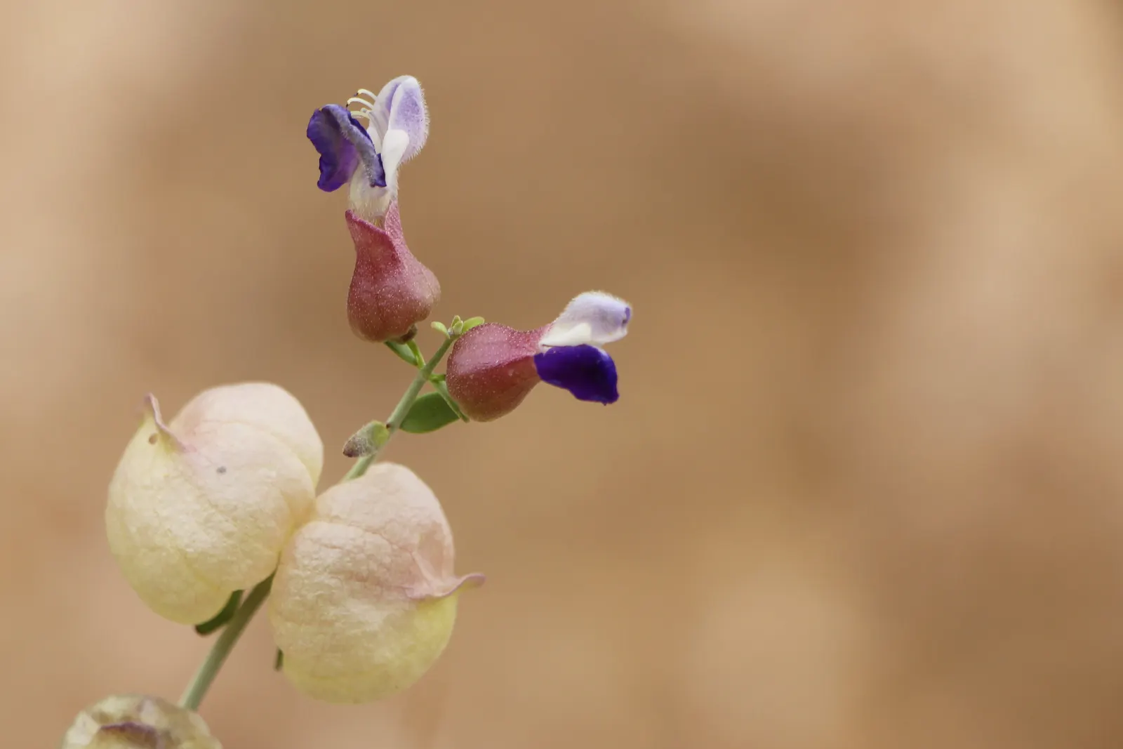 Paper Bag Bush (Scutellaria Mexicana) — Providing a touch of Southwestern charm
