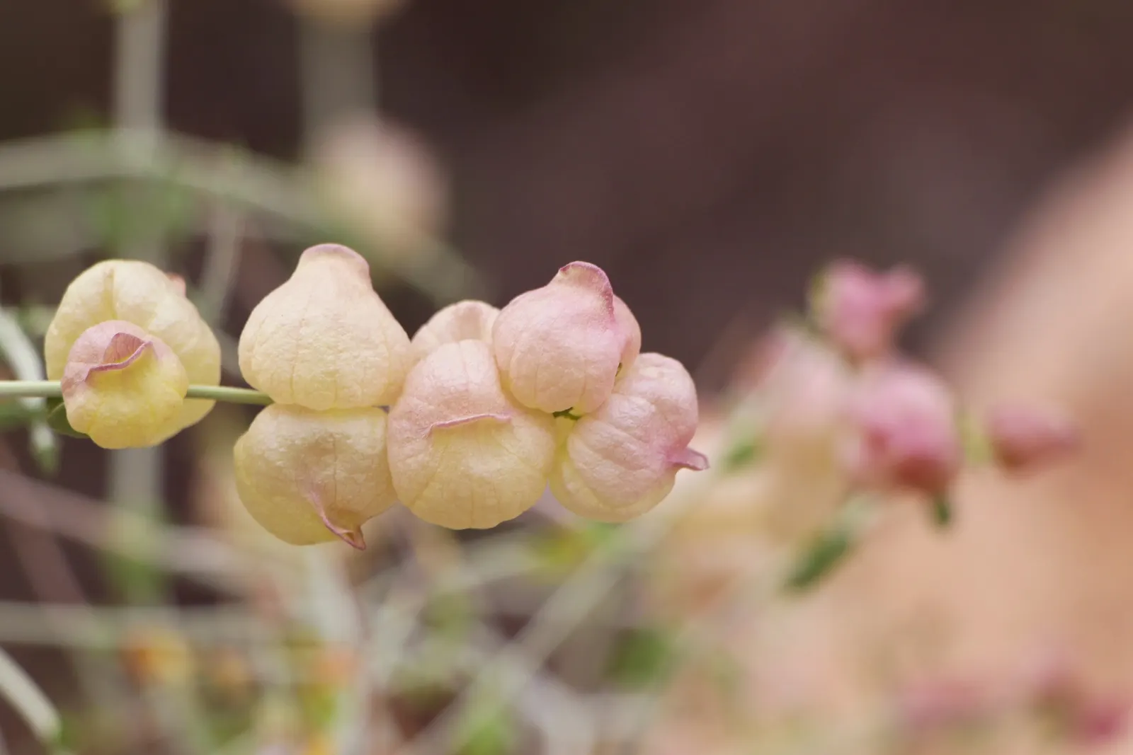 Paper Bag Bush (Scutellaria Mexicana) — inflated seed capsules resembling paper bags; tubular flowers ranging in color from lavender to pink