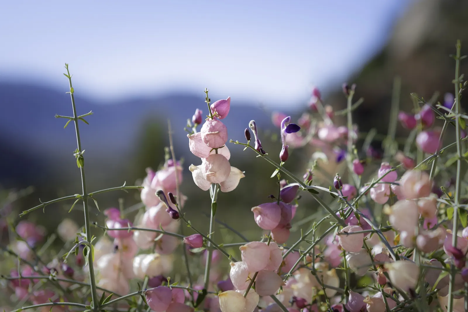 Paper Bag Bush (Scutellaria Mexicana) — The Paper Bag Bush (Scutellaria mexicana) is a charming Southwest native perennial; it flowers purple-hued blooms in
