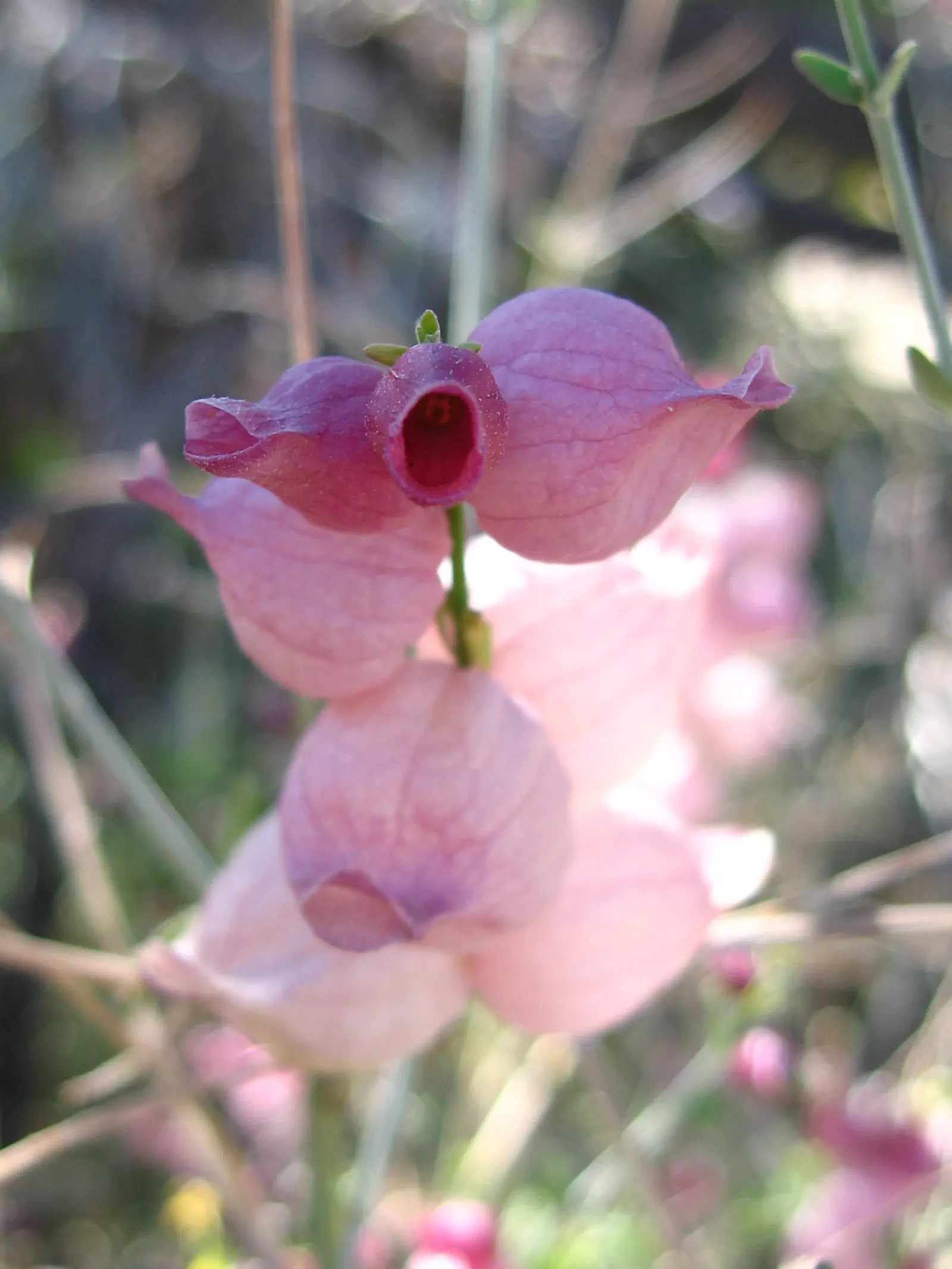 Paper Bag Bush (Scutellaria Mexicana) — scientifically known as Scutellaria mexicana