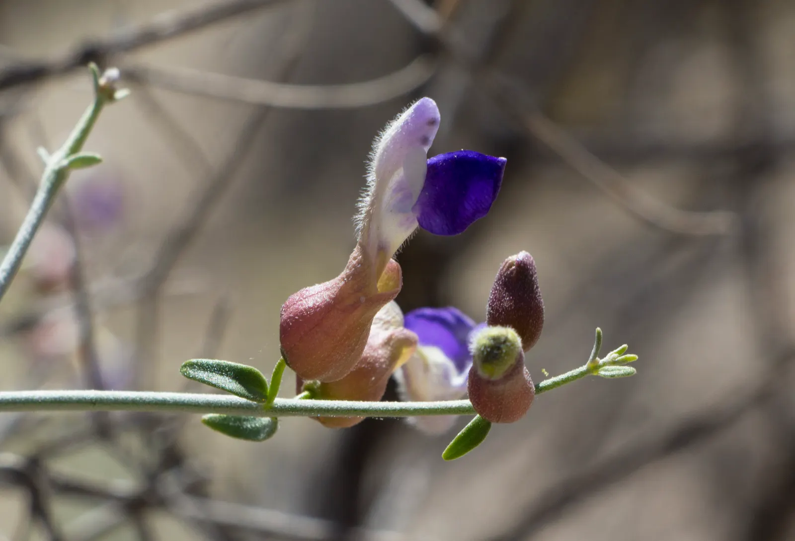Paper Bag Bush (Scutellaria Mexicana) — Native to the desert regions of the Southwestern United States and Northern Mexico