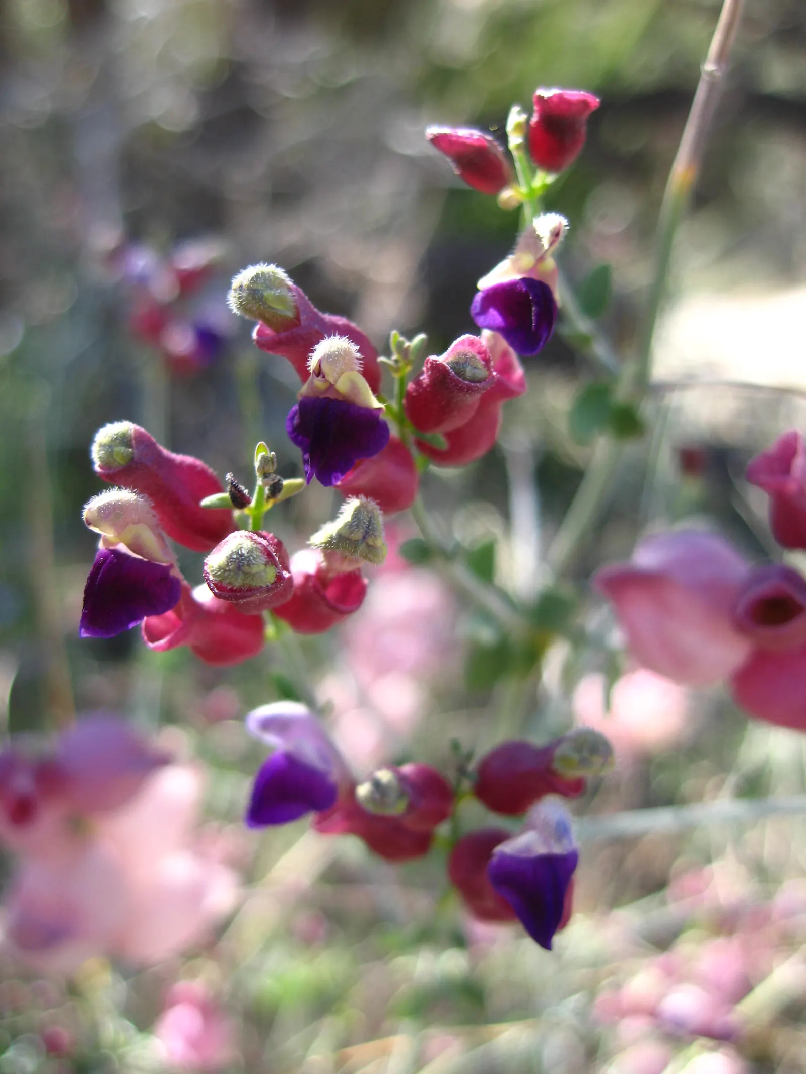 Paper Bag Bush (Scutellaria Mexicana) — Prefers full sun to partial shade and well-draining soil