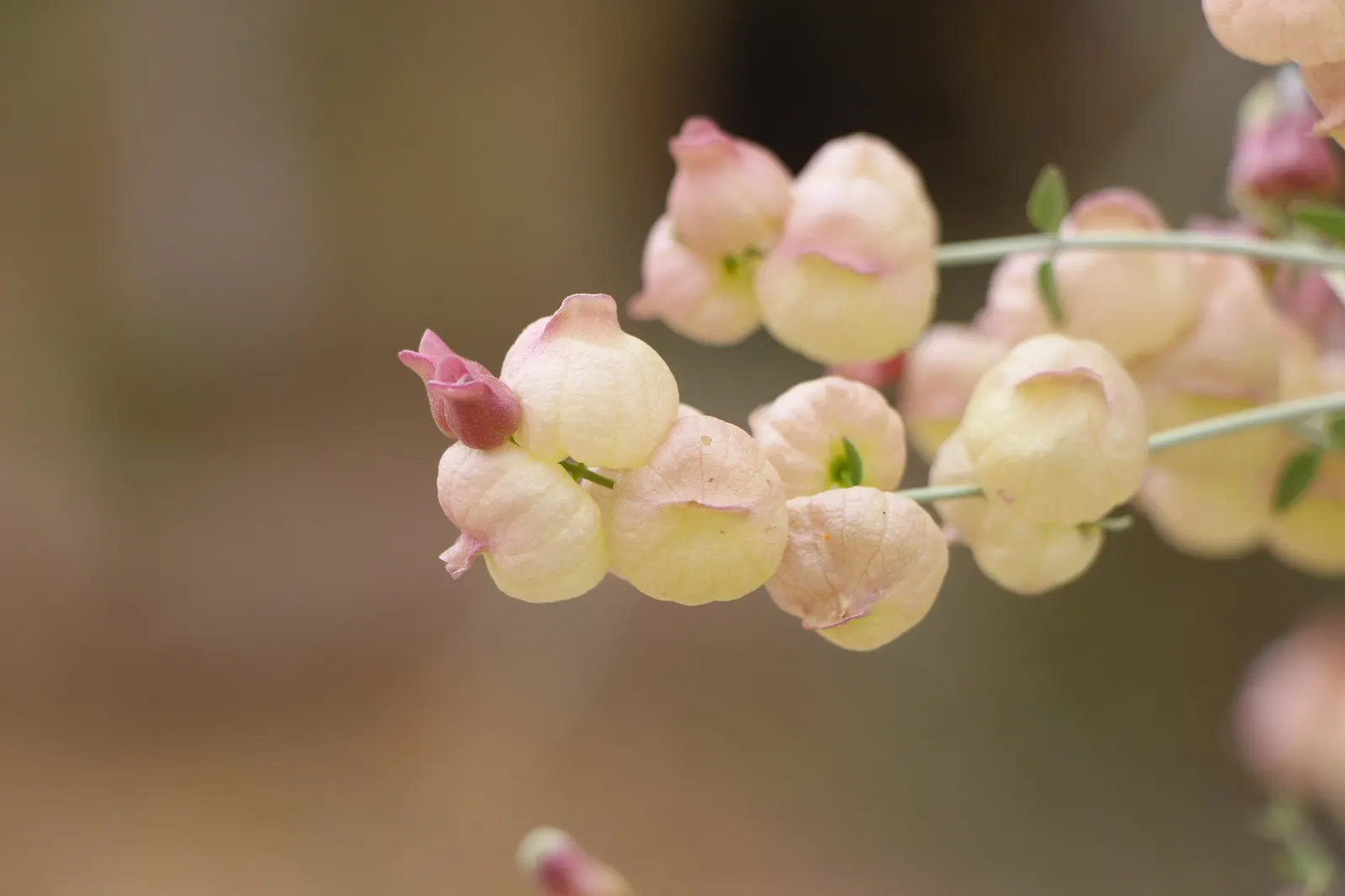 Paper Bag Bush (Scutellaria Mexicana) — typical of its native arid habitats