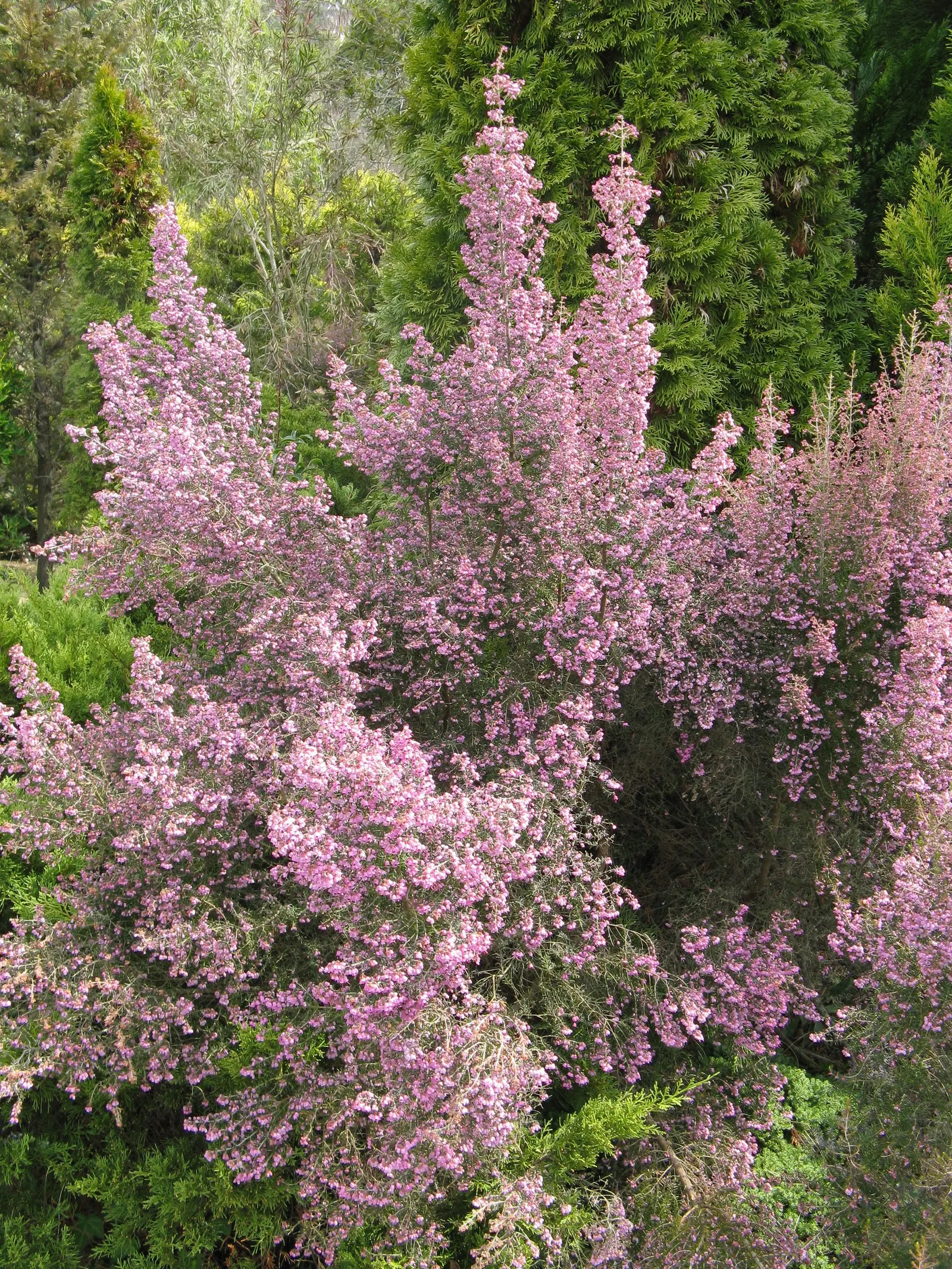 Heather (Erica Canaliculata) — is an evergreen shrub reaching heights of 4-6 ft with a similar spread