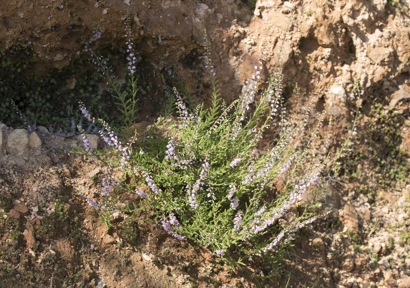 Heather (Erica Canaliculata) — Zones 7-9 are suitable for this resilient plant; exhibits good drought tolerance