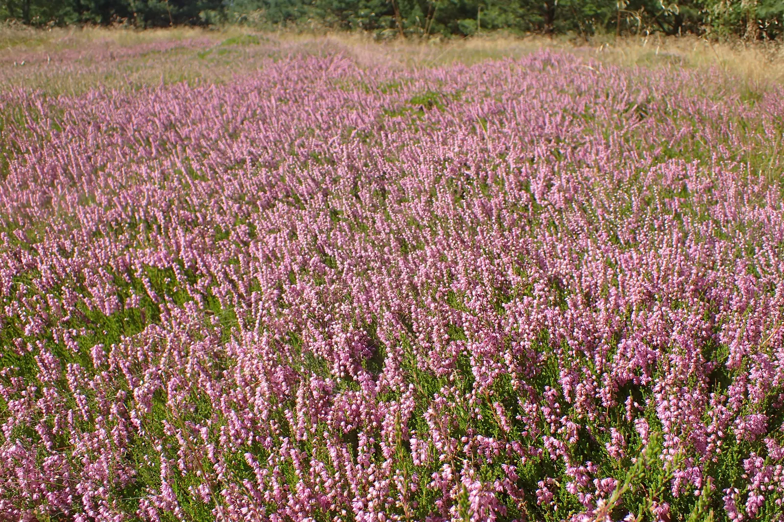 Heather (Erica Canaliculata) — It flourishes in well-draining acidic soil and once established