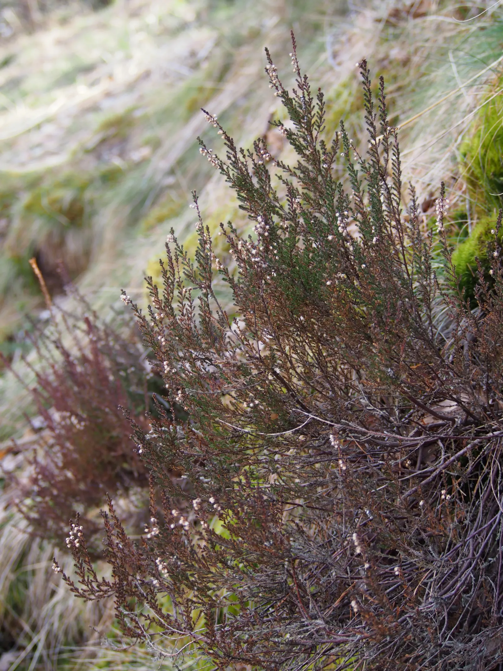 Heather (Erica Canaliculata) — Regular pruning maintains its compact form and encourages vigorous flowering; which can be an advantage in drier climates