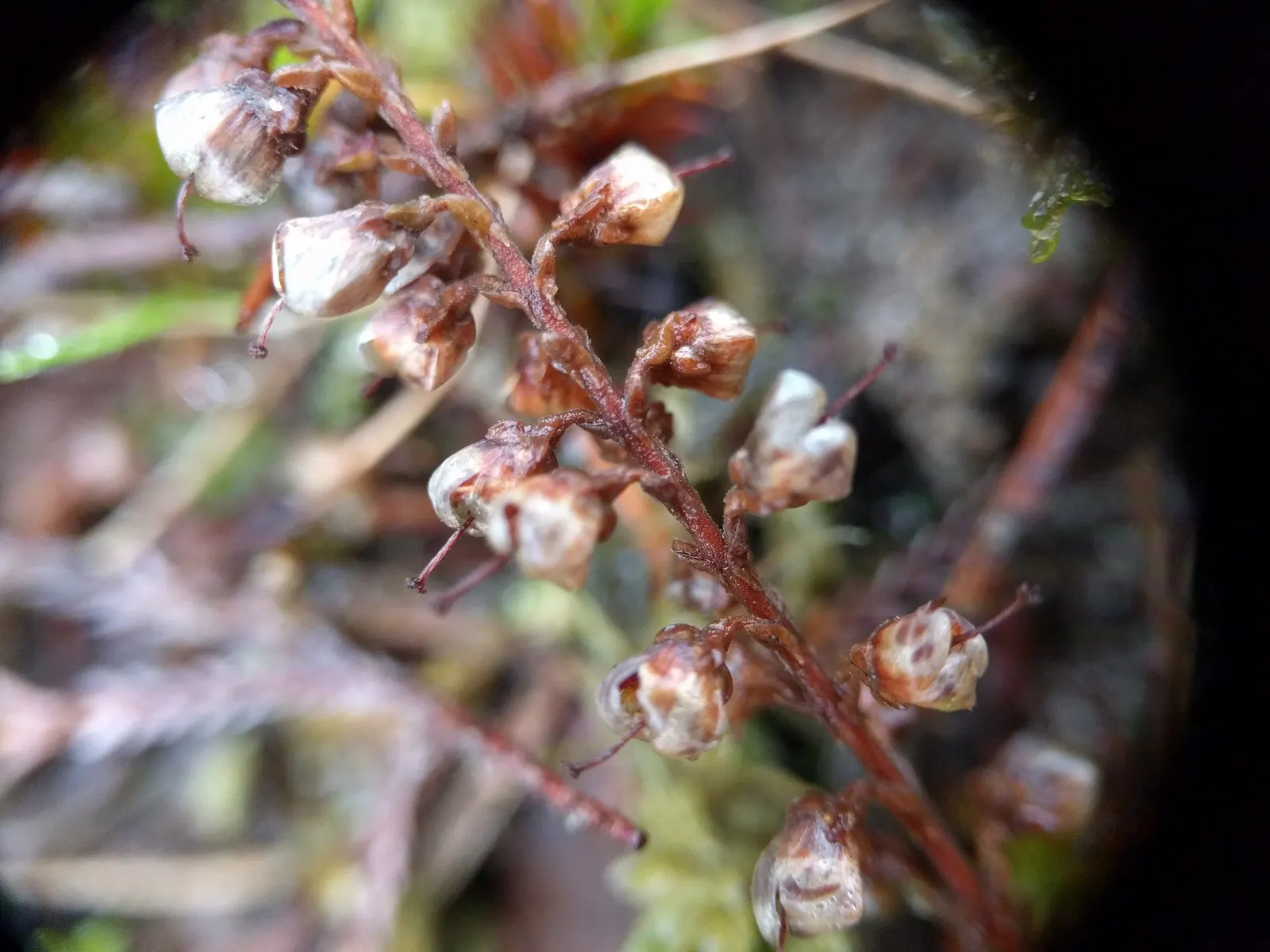 Heather (Erica Canaliculata) — place this heather in a site with full sun to partial shade