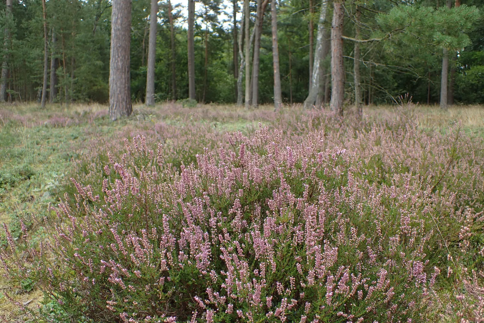 Heather (Erica Canaliculata) — Regular pruning maintains its compact form and encourages vigorous flowering