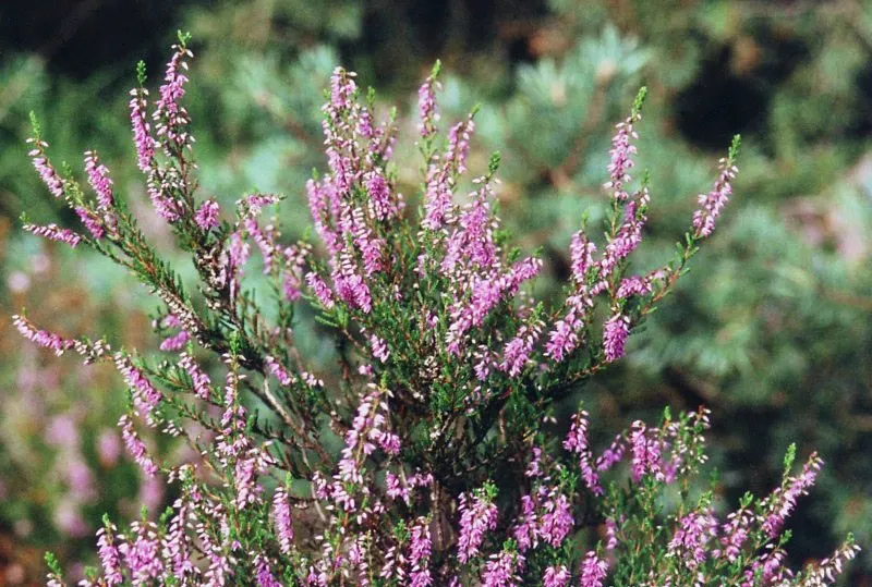 Heather (Erica Canaliculata) — which emerge in late winter to early spring