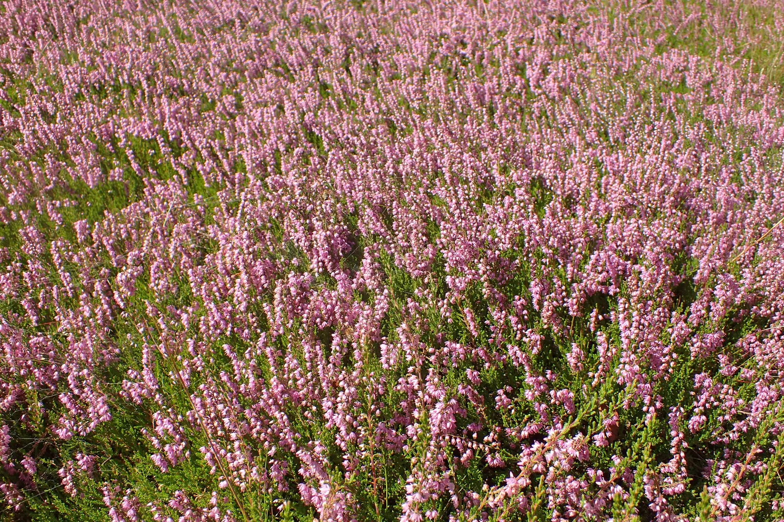 Heather (Erica Canaliculata) — which can be an advantage in drier climates