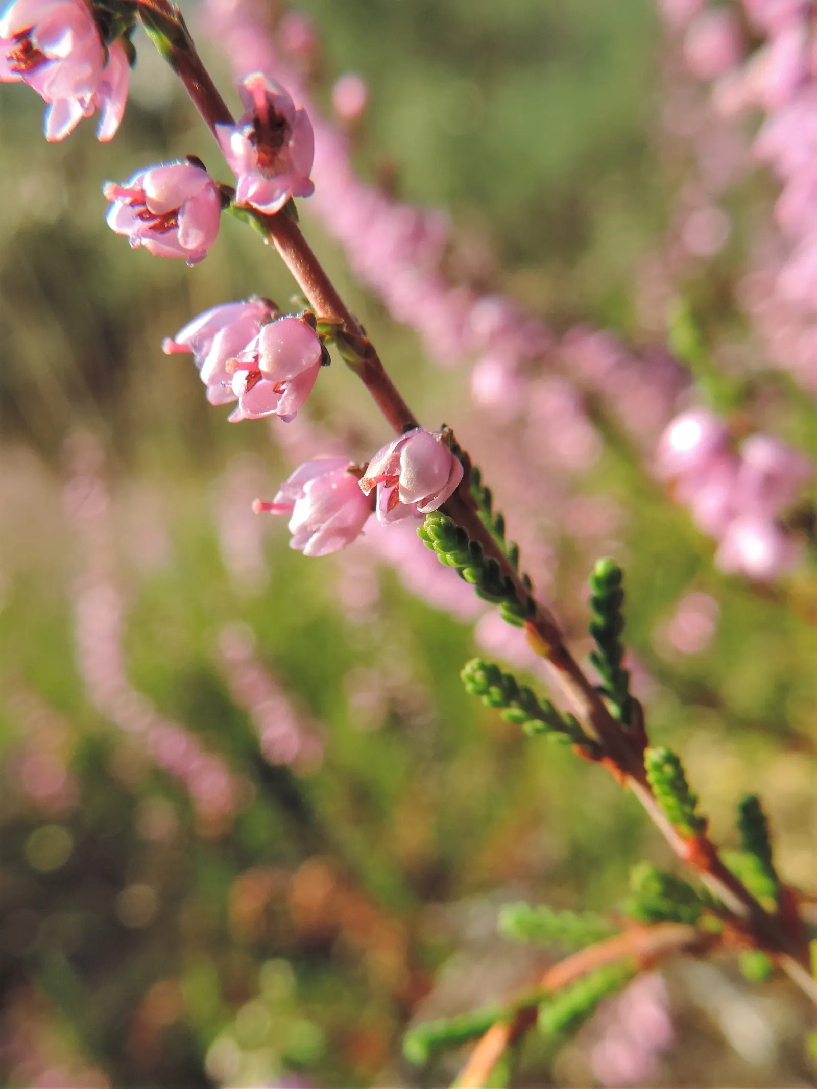 Heather (Erica Canaliculata) — making it a versatile mid-size specimen for borders