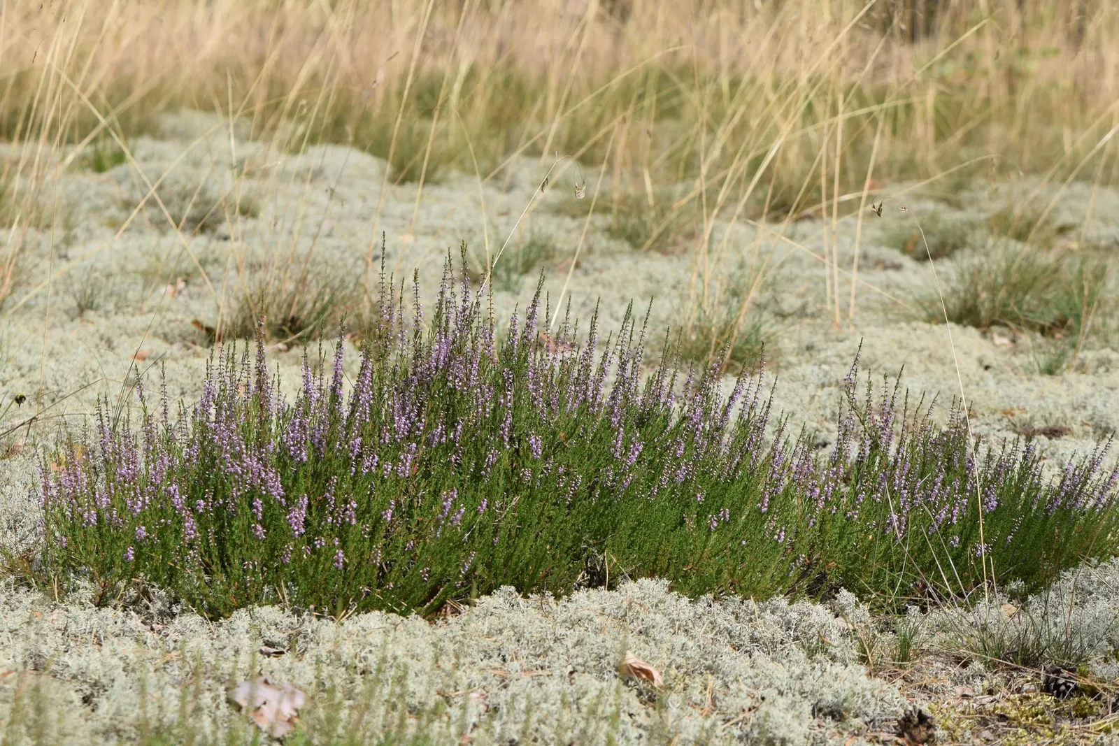 Heather (Erica Canaliculata) — Its foliage presents a dense array of fine