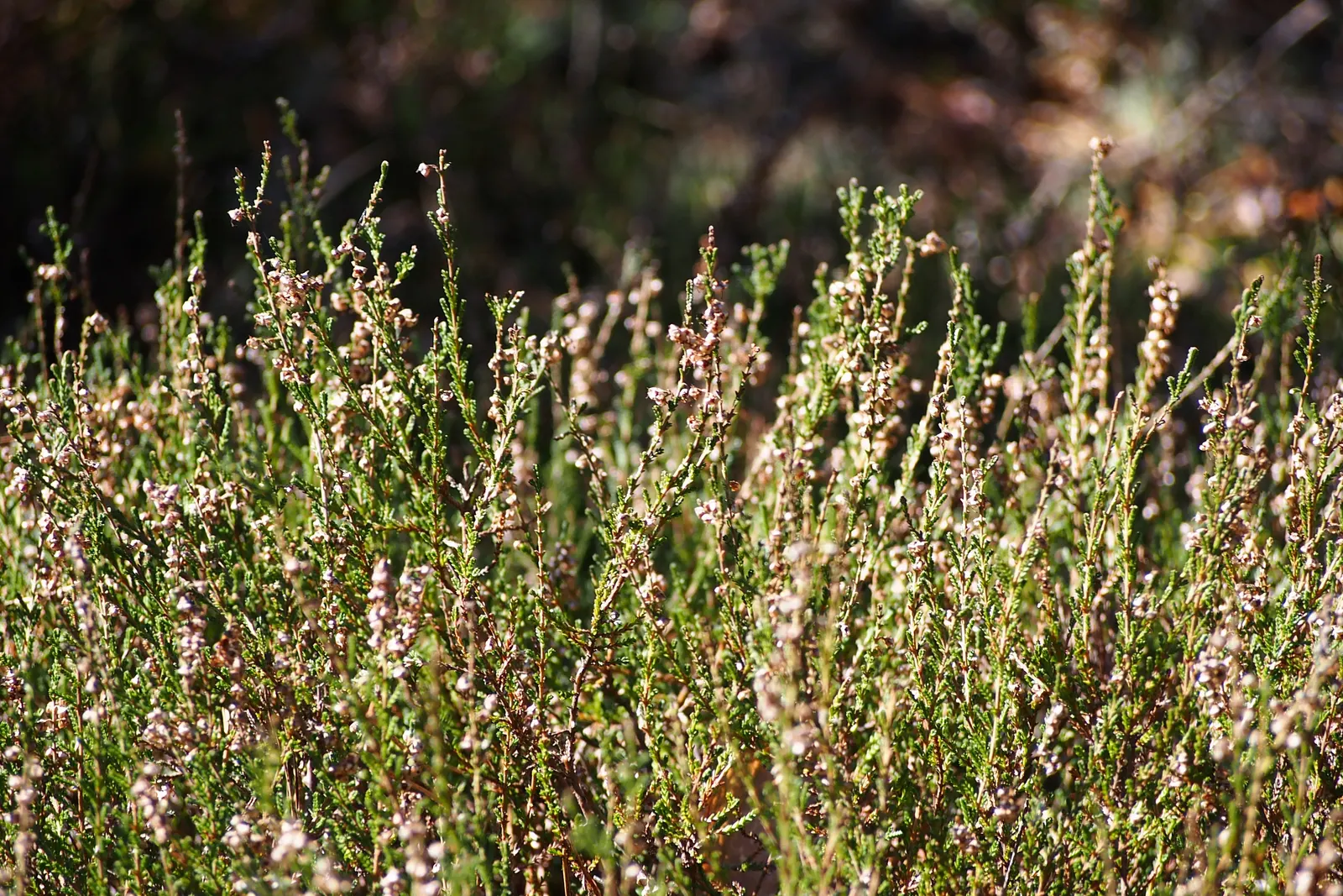 Heather (Erica Canaliculata) — Its fine foliage presents a feathery appearance; making it a versatile mid-size specimen for borders