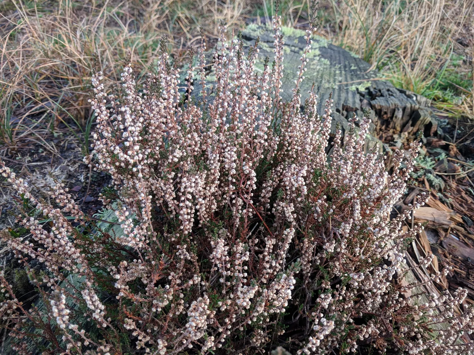 Heather (Erica Canaliculata) — topped by plentiful bell-shaped flowers ranging from pinks to purples; place this heather in a site with full sun to partial