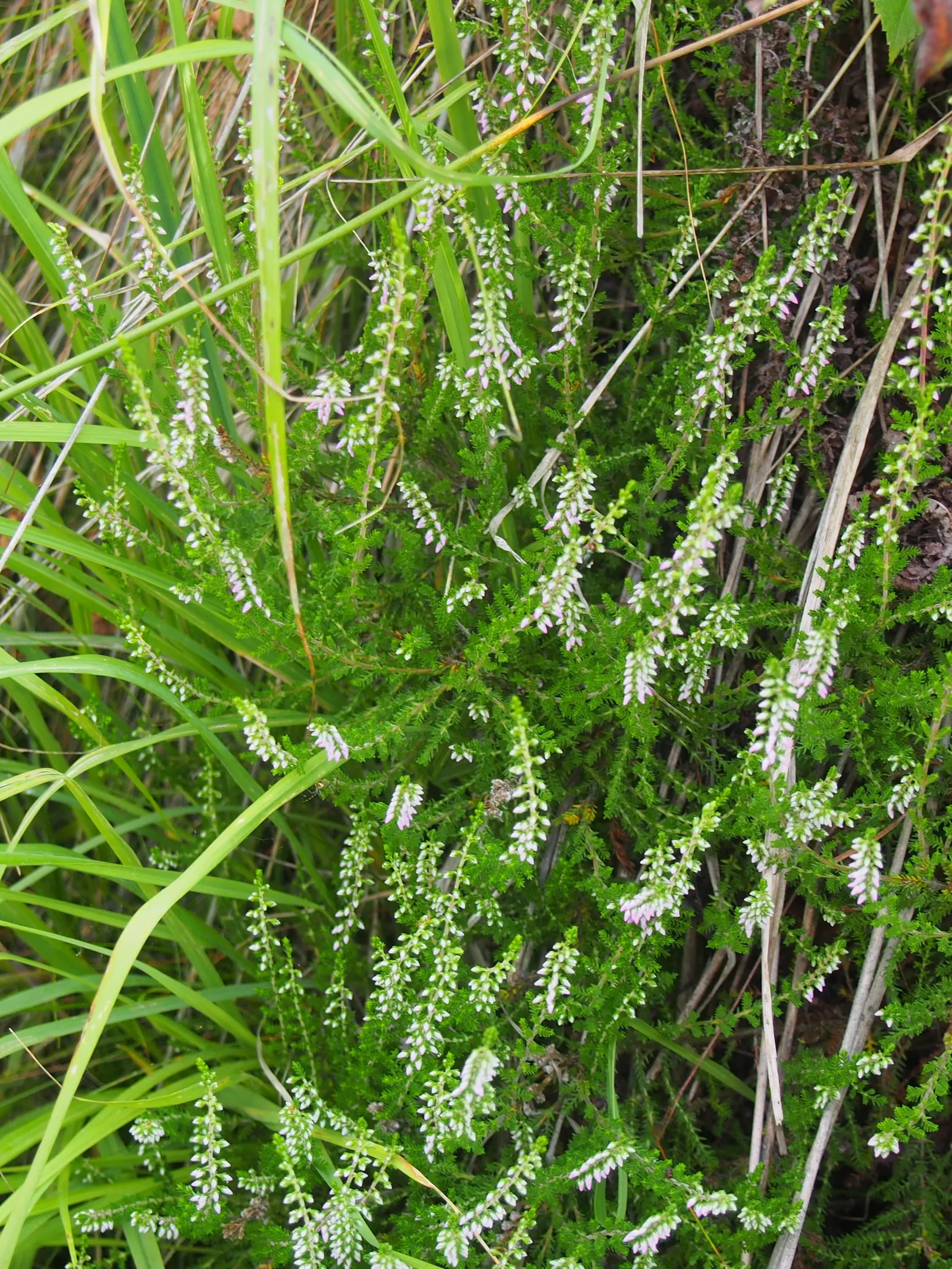 Heather (Erica Canaliculata) — With its low maintenance requirements and captivating aesthetic; its fine foliage presents a feathery appearance