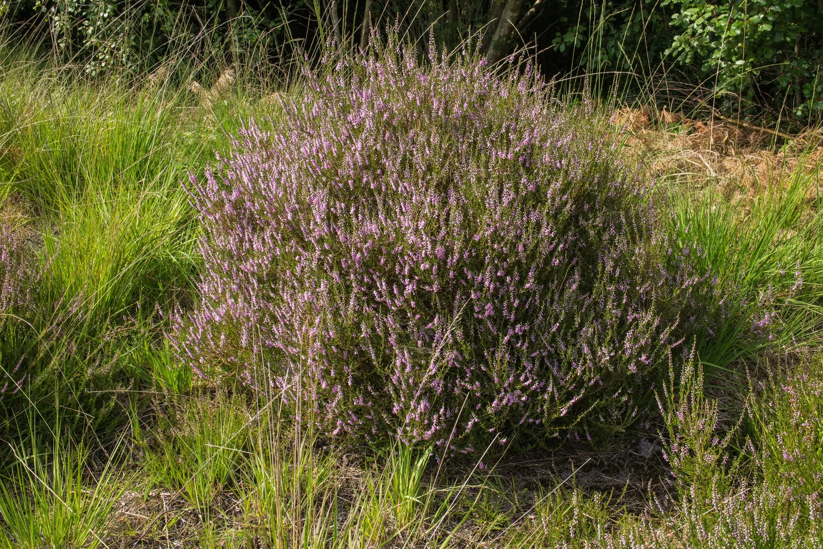 Heather (Erica Canaliculata) — Heather, or Erica canaliculata, is an enchanting evergreen shrub heralding from the fynbos of South Africa; is an evergreen