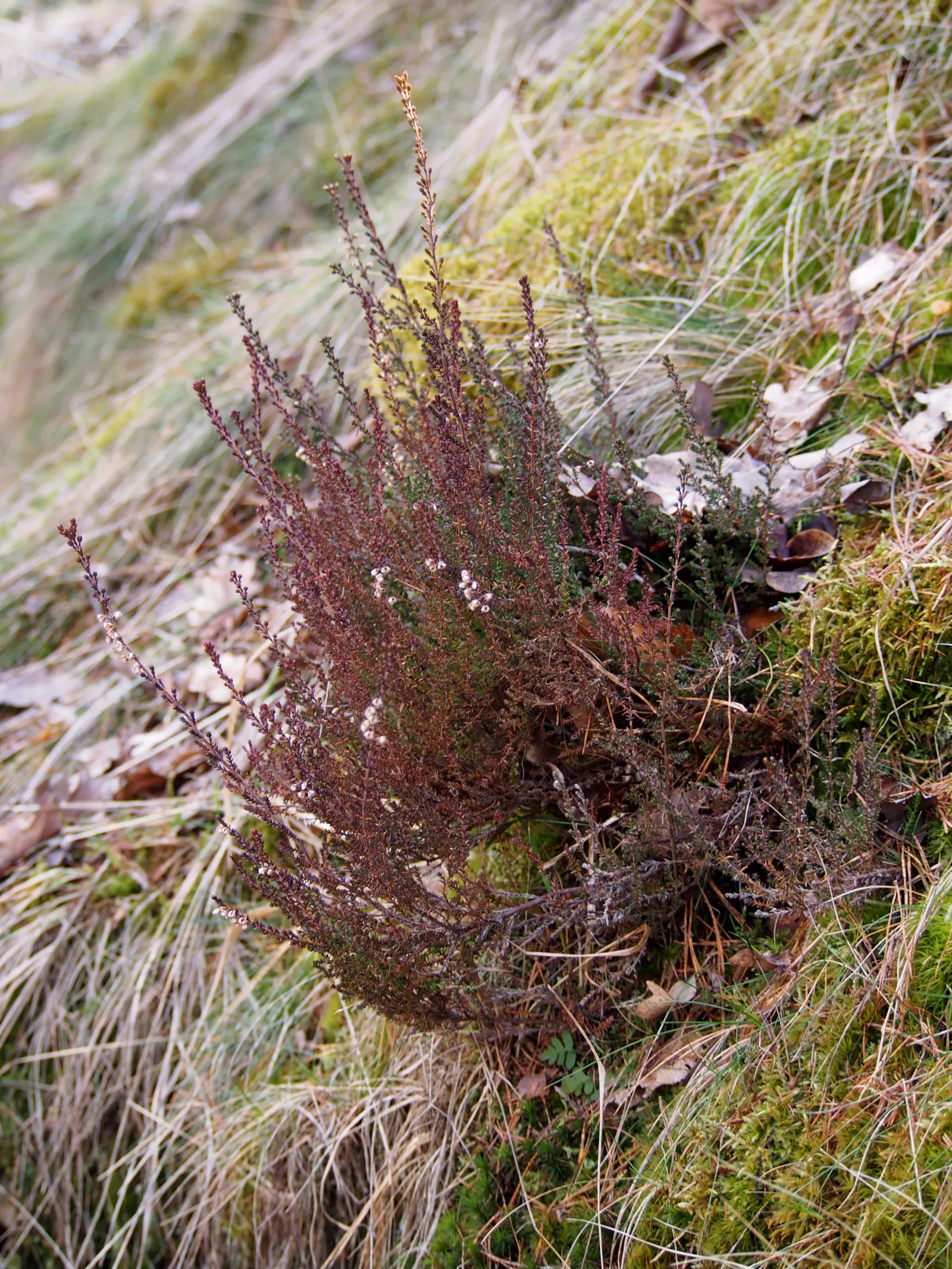 Heather (Erica Canaliculata) — is an evergreen shrub reaching heights of 4-6 ft with a similar spread; blooming from midwinter to early spring (December to