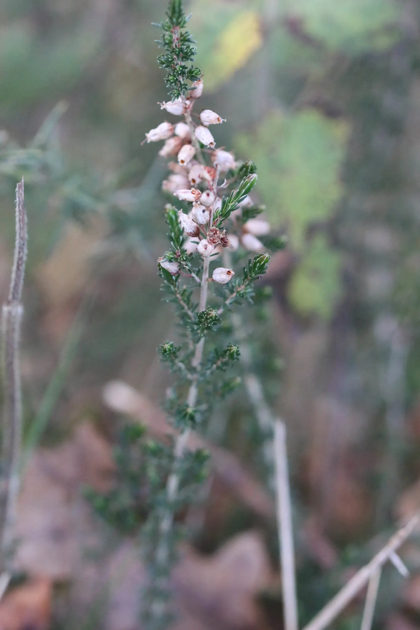 Heather (Erica Canaliculata) — Hardy and low-maintenance, it's ideal for mass plantings and rock gardens