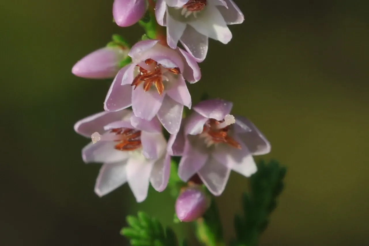 Heather (Erica Canaliculata) — needle-like leaves that create a rich tapestry of dark green