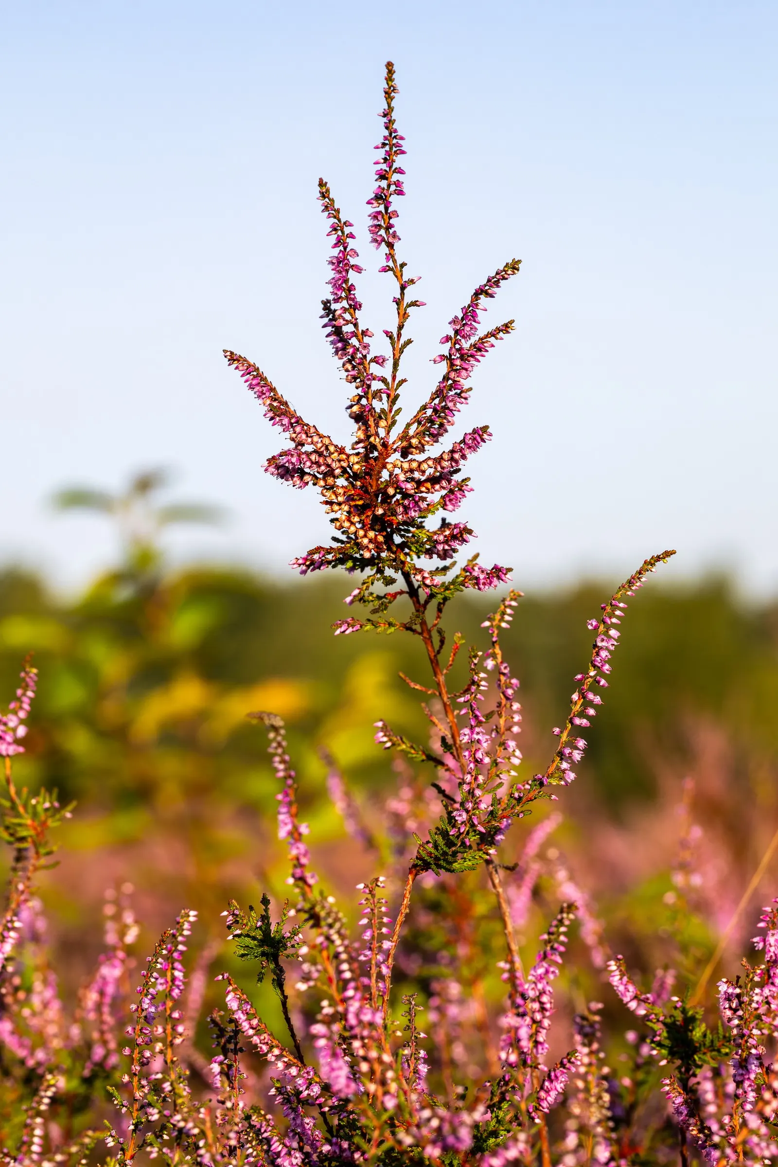 Heather (Erica Canaliculata) — broadleaf evergreen / shrub with white blooms; needle-like leaves that create a rich tapestry of dark green