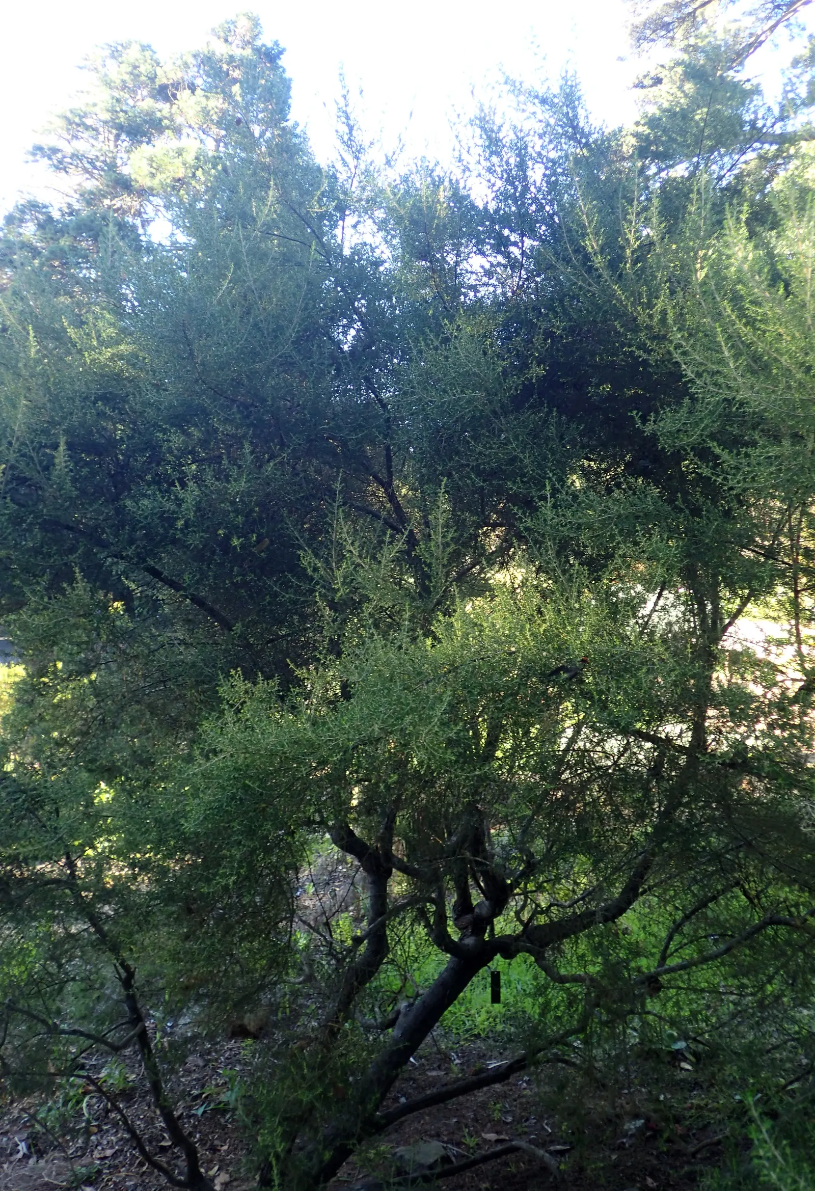Heather (Erica Canaliculata) — It typically reaches a mature height of around 5 to 6 feet; its foliage presents a dense array of fine, image 62