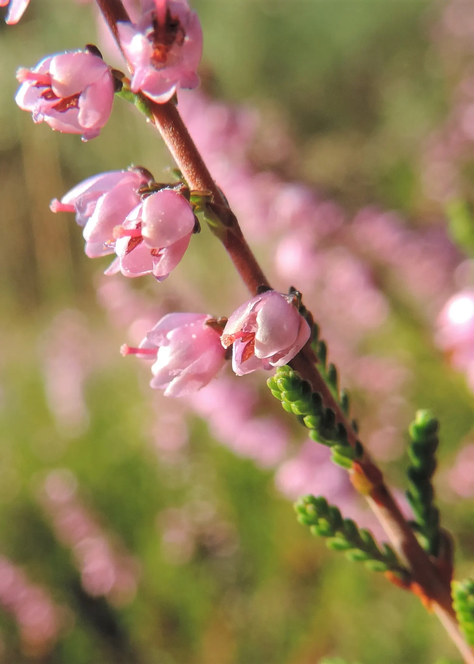 Heather (Erica Canaliculata) — It flourishes in well-draining acidic soil and once established; broadleaf evergreen / shrub for full or half, image 71