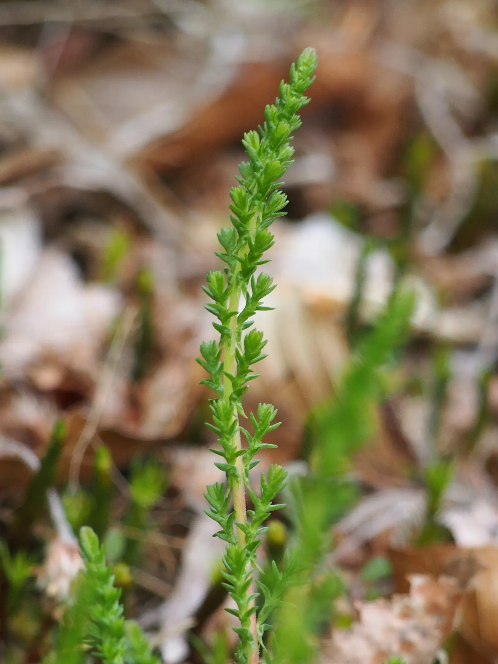 Heather (Erica Canaliculata) — Zones 7-9 are suitable for this resilient plant