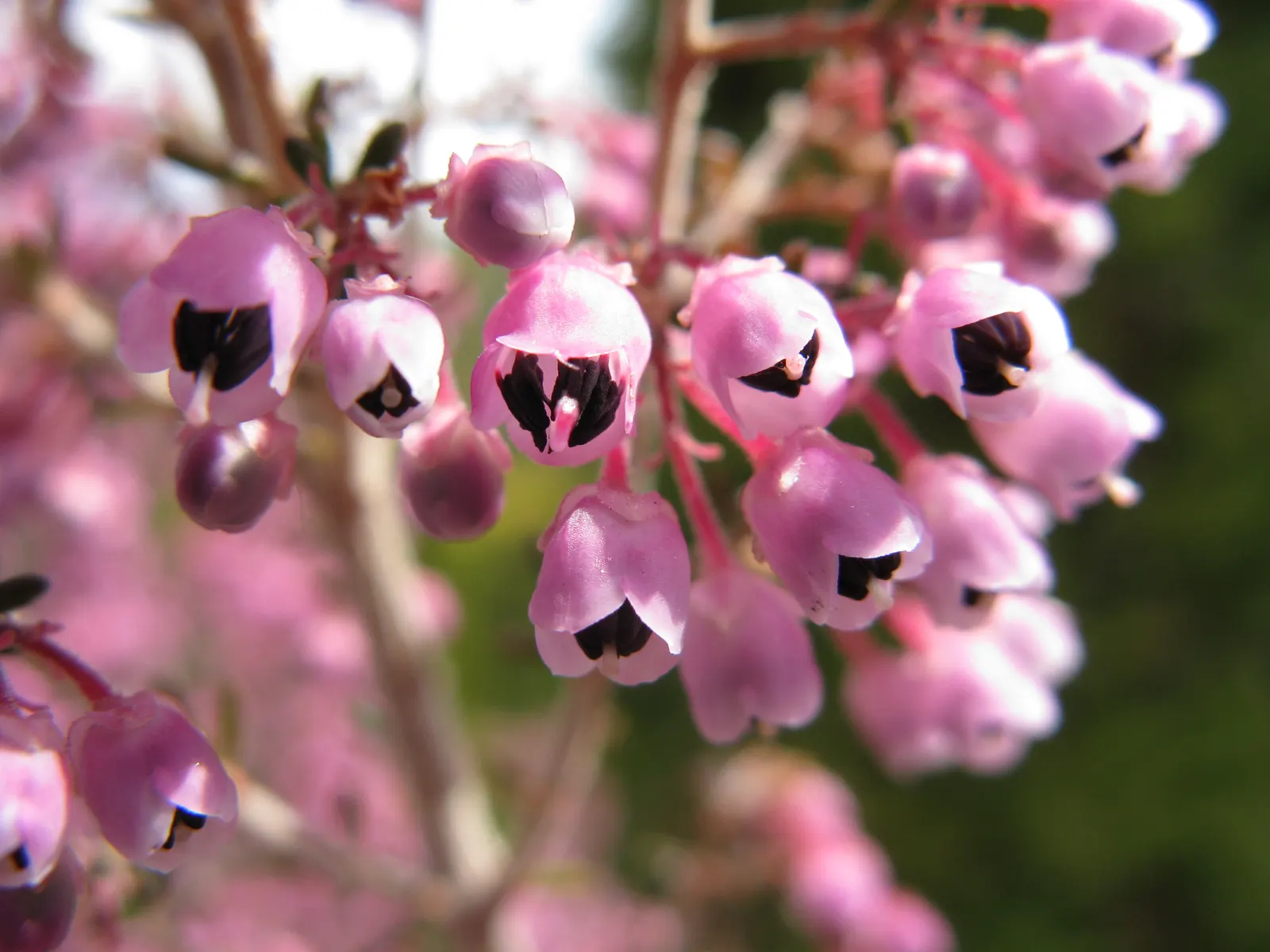 Heather (Erica Canaliculata) — Zones 7-9 are suitable for this resilient plant; exhibits good drought tolerance, image 85