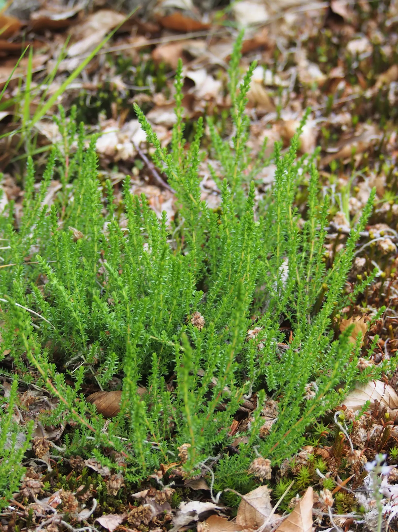 Heather (Erica Canaliculata) — Heather, or Erica canaliculata, is an enchanting evergreen shrub heralding from the fynbos of South Africa