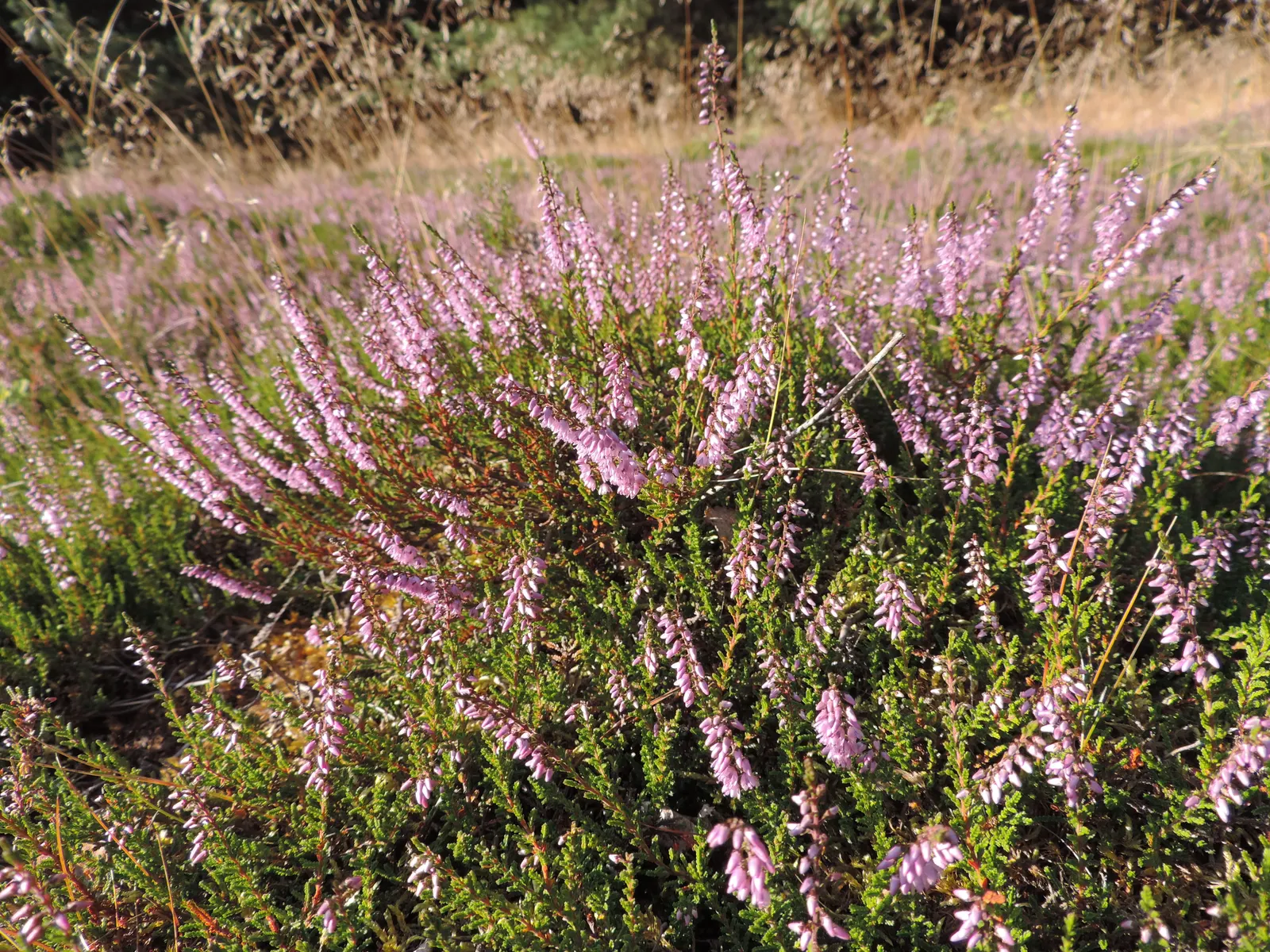 Heather (Erica Canaliculata) — exhibits good drought tolerance; zones 7-9 are suitable for this resilient plant, image 72