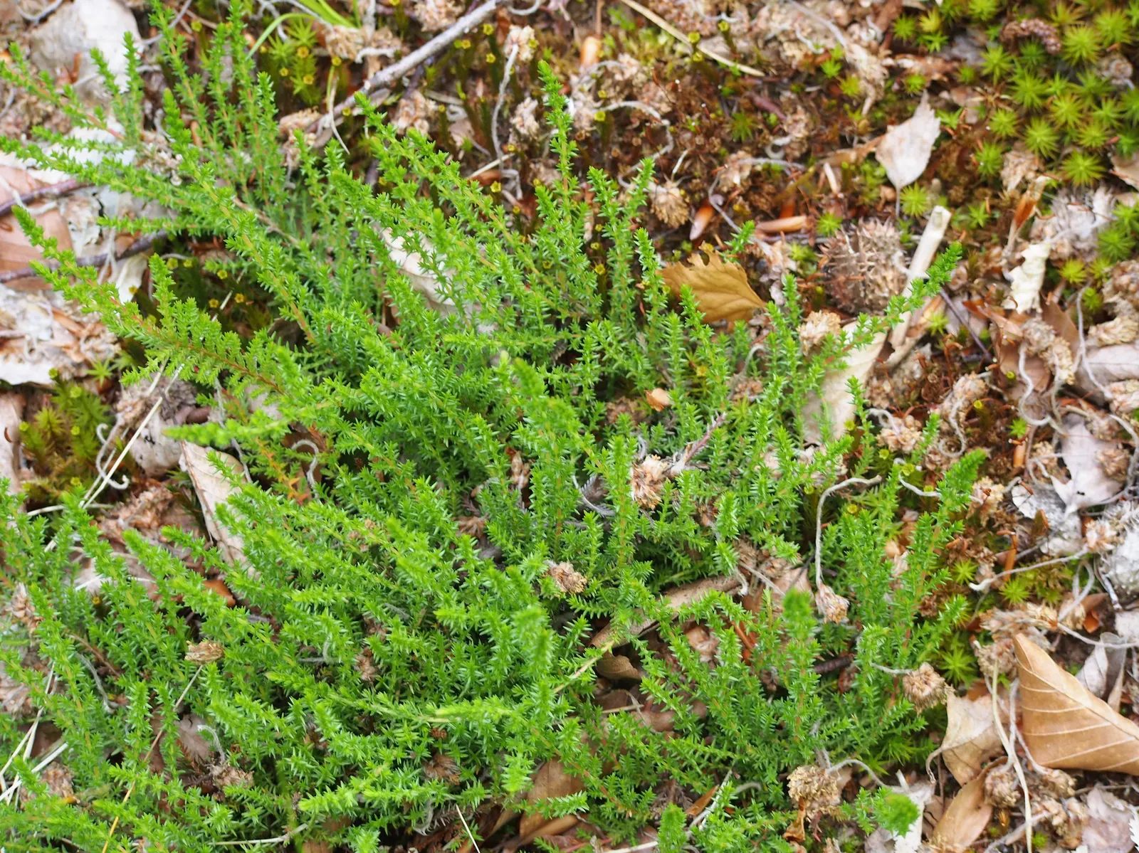 Heather (Erica Canaliculata) — broadleaf evergreen / shrub for full or half