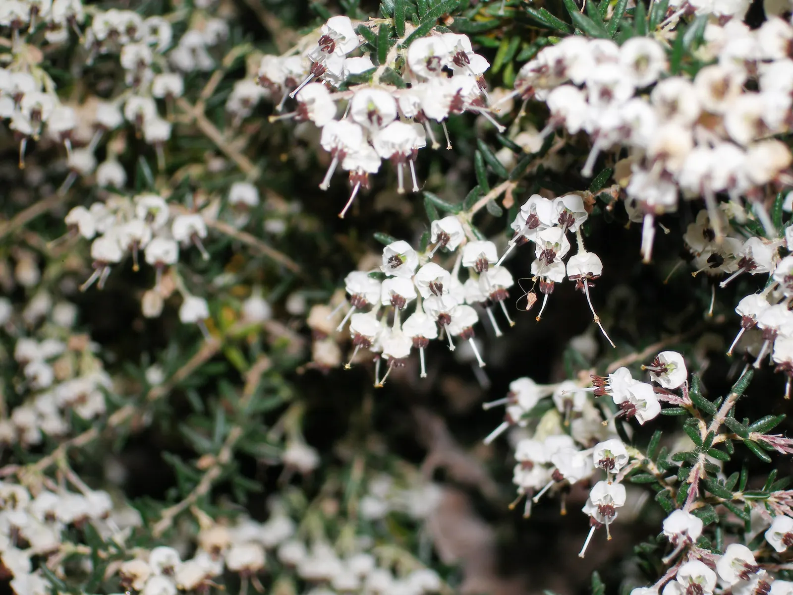 Heather (Erica Canaliculata) — Regular pruning maintains its compact form and encourages vigorous flowering; which can be an advantage in drier, image 74